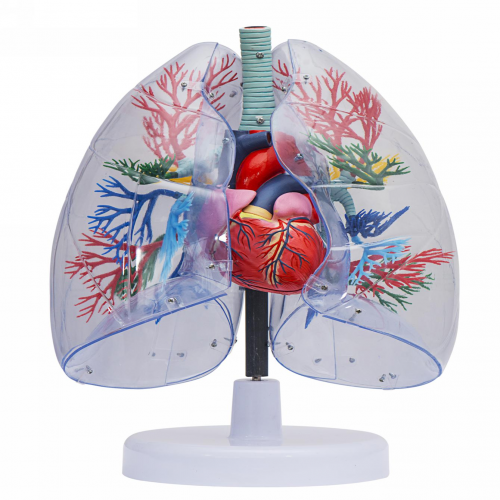 透明肺、氣管、支氣管連心臟模型