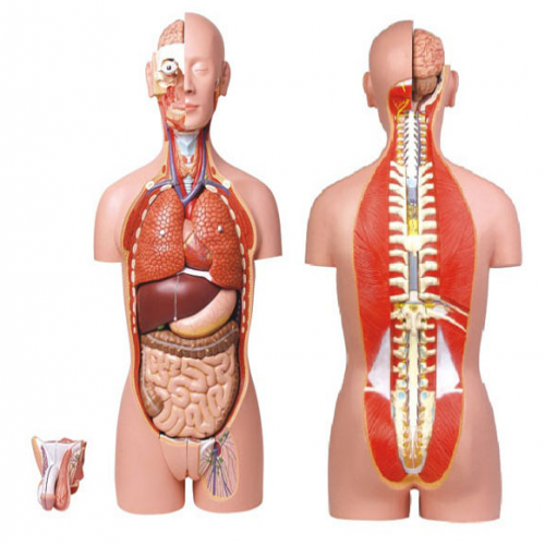 男、女兩性人體背部開放式半身軀干模型（87cm/27件）